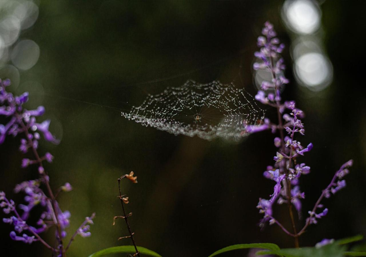 Away With The Fairies Nature Lodge And Backpackers Hogsback Kültér fotó